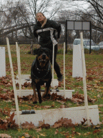 /album/flyball/img-2024-gif/