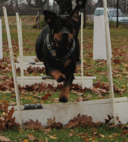 /album/flyball/img-2025-gif/