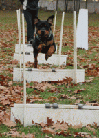 /album/flyball/img-2053-gif/