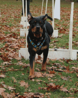 /album/flyball/img-2055-gif/