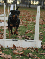 /album/flyball/img-2061-gif/