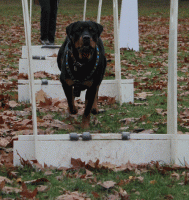 /album/flyball/img-2071-gif/