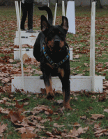 /album/flyball/img-2072-gif/