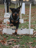 /album/flyball/img-2078-gif/